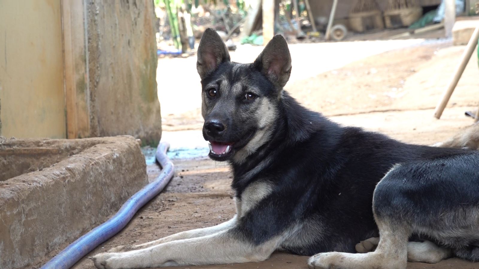 Chó là nguồn lây bệnh dai là chủ yếu, chiếm 99%.