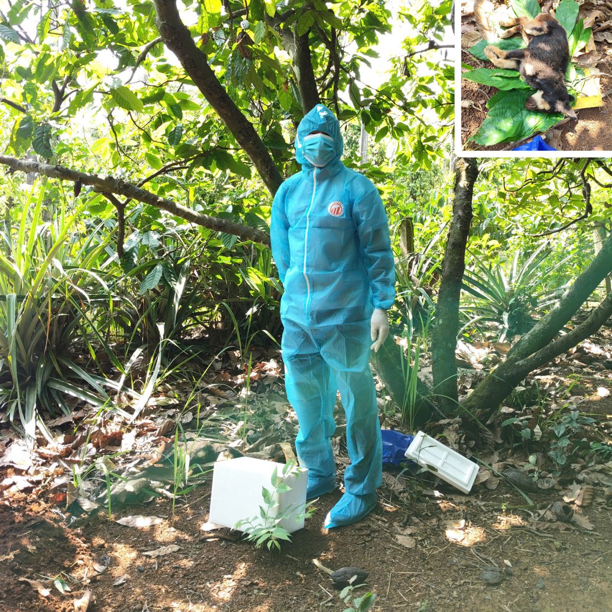 Trạm Chăn nuôi và Thú y khu vực Buôn Ma Thuột tiến hành lấy mẫu từ con chó nghi dại để xét nghiệm.