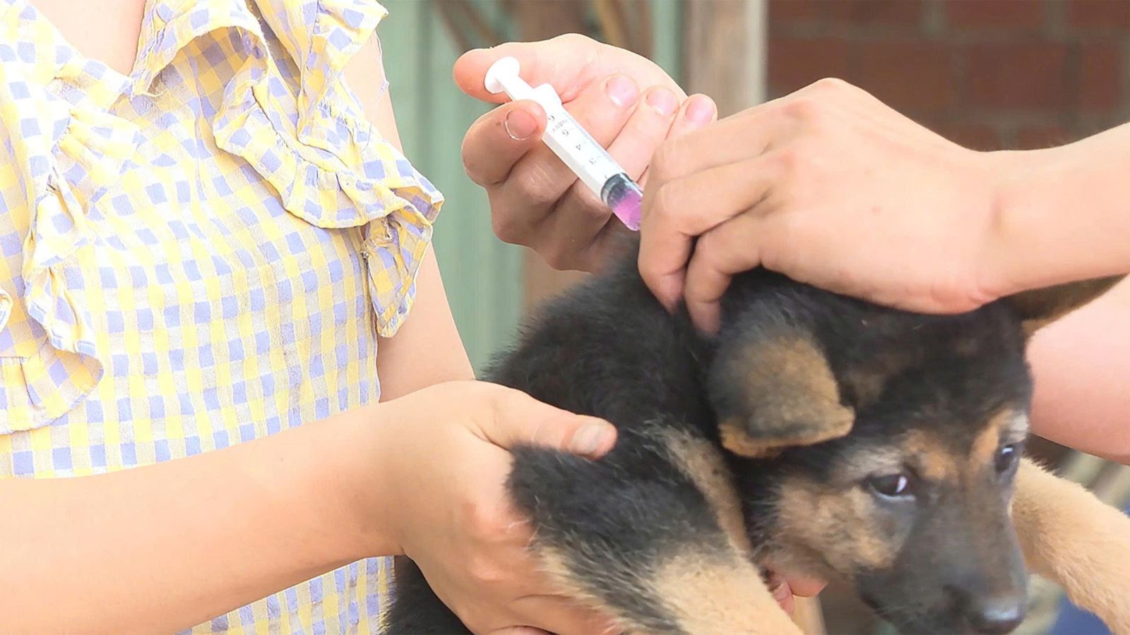 Chủ động tiêm phòng vắc xin cho đàn cho mèo là biện hữu hiệu để phòng chống bệnh dại.